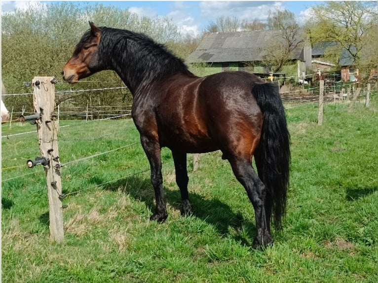 Connemara Hengst 1 Jahr 148 cm Dunkelbrauner in Emkendorf