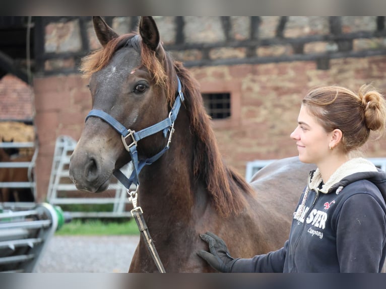Connemara Mix Hengst 1 Jahr 150 cm Dunkelbrauner in Buchen (Odenwald)