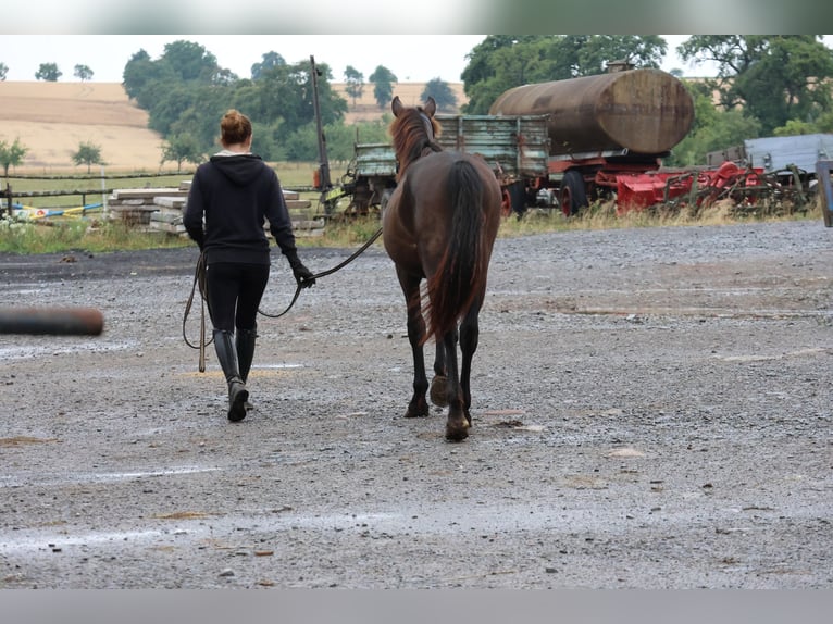 Connemara Mix Hengst 1 Jahr 150 cm Dunkelbrauner in Buchen (Odenwald)