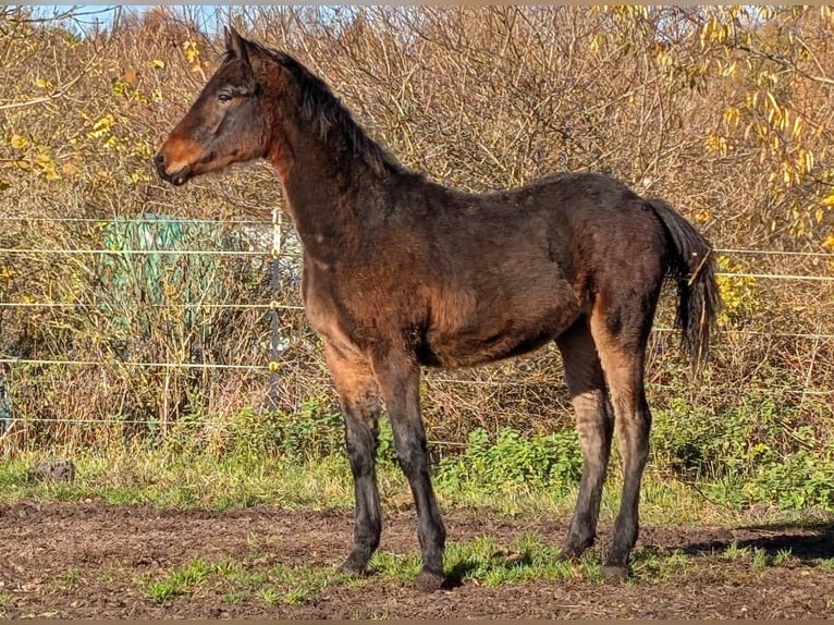 Connemara Hengst 1 Jahr 153 cm Dunkelbrauner in Emkendorf