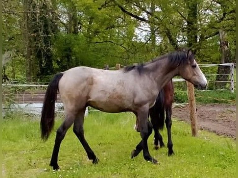 Connemara Hengst 1 Jahr 154 cm Schimmel in Briennon