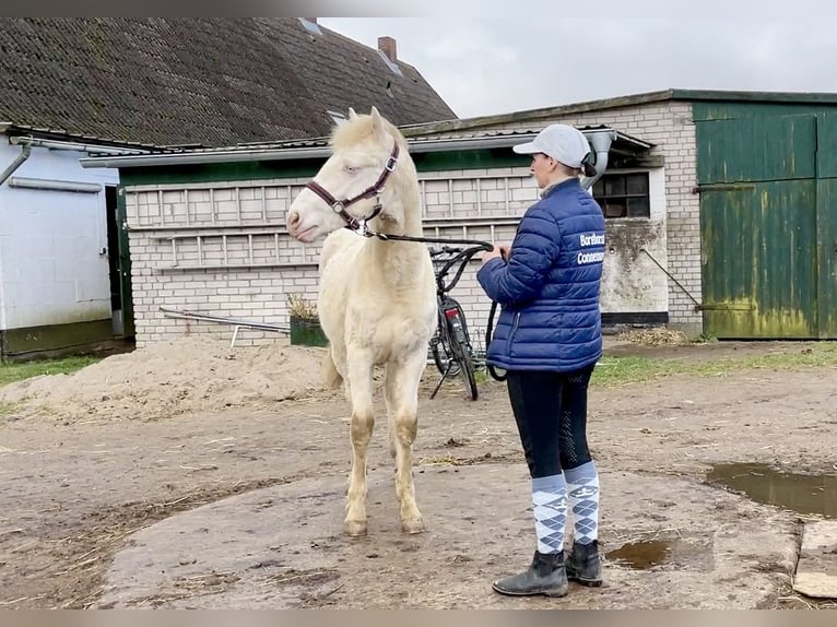 Connemara Hengst 1 Jahr Perlino in Osdorf