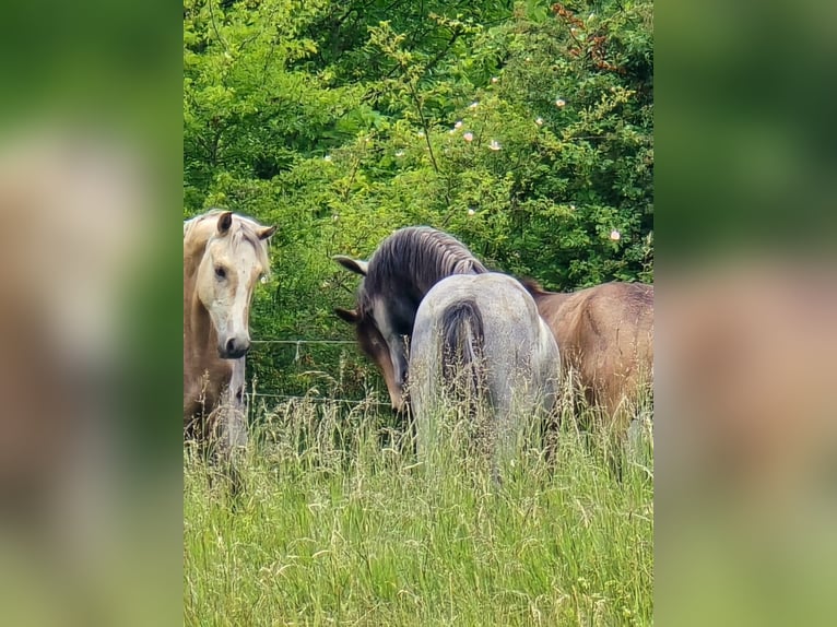 Connemara Hengst 1 Jahr Schimmel in Gr&#xE4;venwiesbach