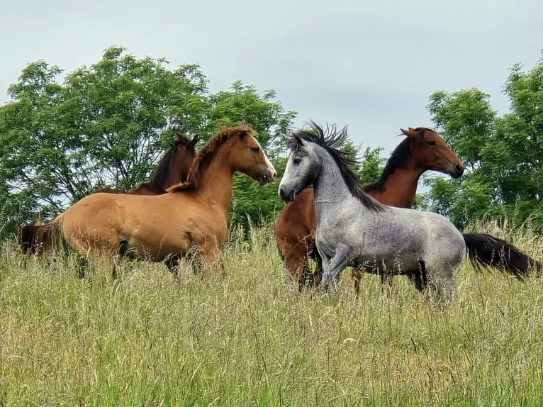 Connemara Hengst 1 Jahr Schimmel in Gr&#xE4;venwiesbach