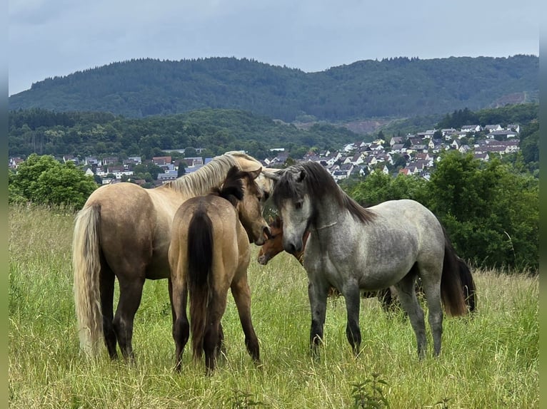 Connemara Hengst 1 Jahr Schimmel in Gr&#xE4;venwiesbach