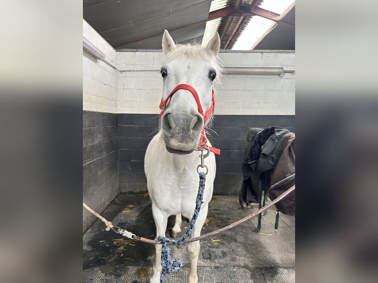 Connemara Hengst 20 Jaar 132 cm Schimmel in Oppuurs