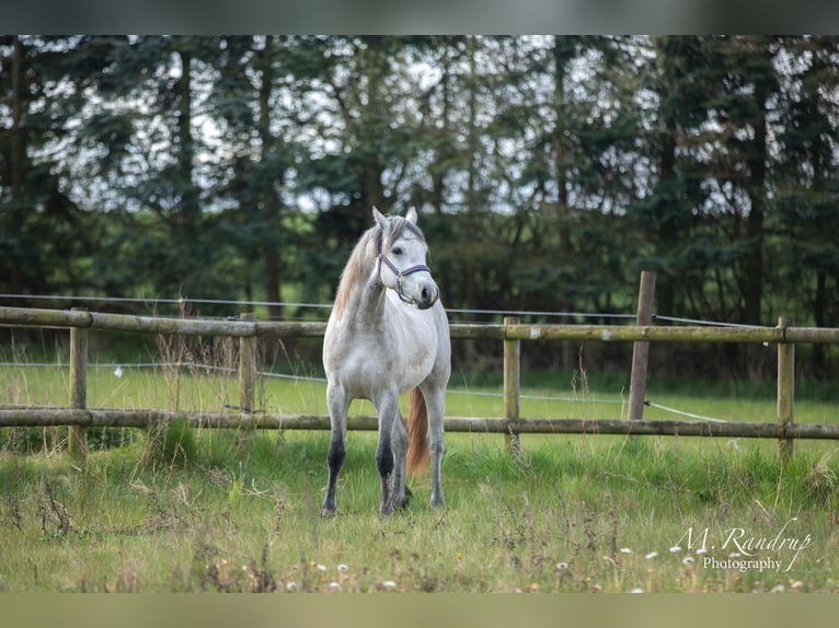 Connemara Hengst 2 Jaar 146 cm kan schimmel zijn in Fjenneslev