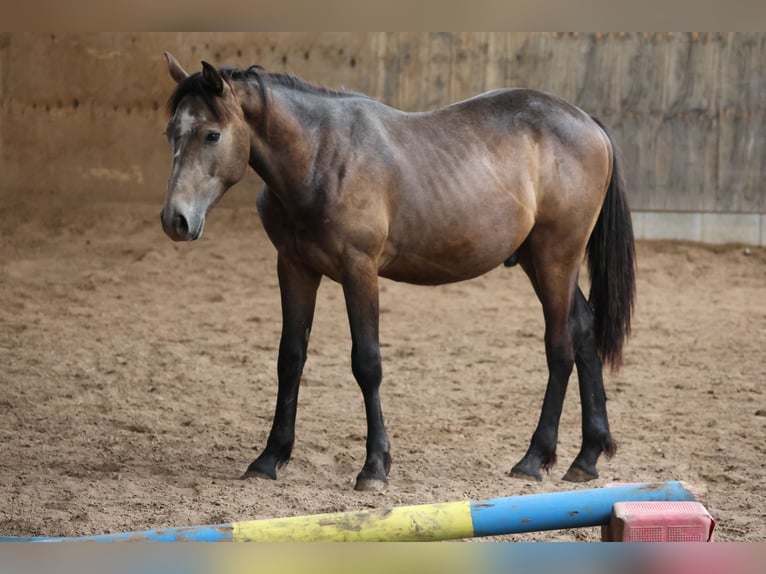 Connemara Mix Hengst 2 Jaar 148 cm kan schimmel zijn in Buchen Waldhausen