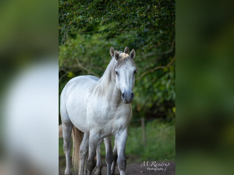 Connemara Hengst 2 Jaar 150 cm Blauwschimmel in Fjenneslev