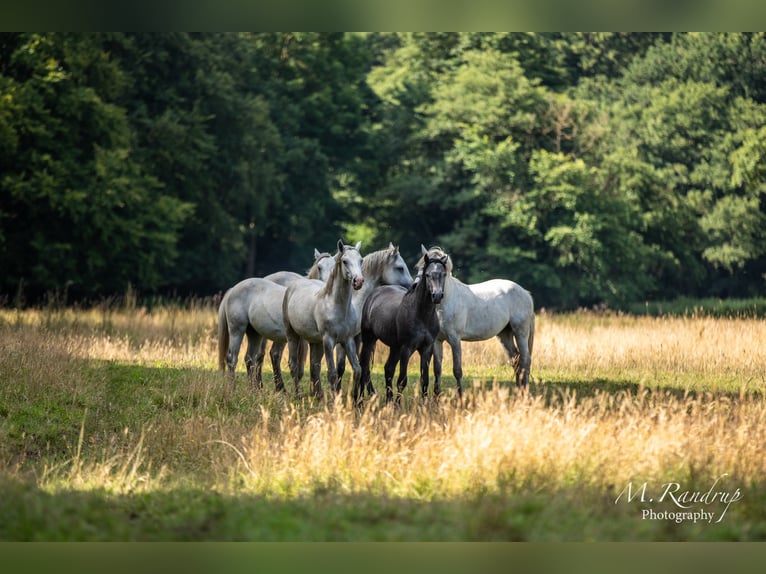 Connemara Hengst 2 Jaar 150 cm Blauwschimmel in Fjenneslev