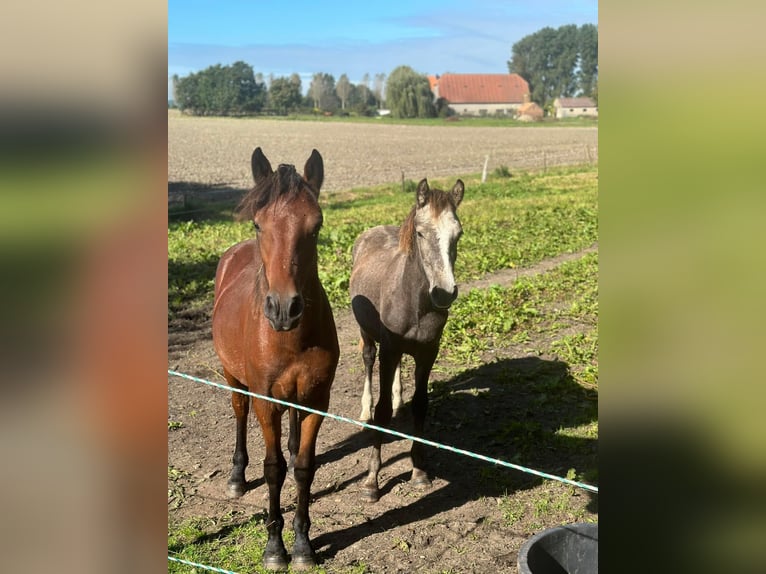 Connemara Hengst 2 Jaar Brown Falb schimmel in Goch