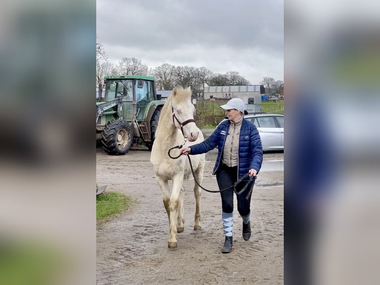 Connemara Hengst 2 Jaar Perlino in Osdorf