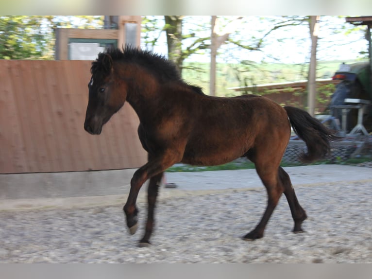 Connemara Hengst 2 Jahre 145 cm Rappe in Boppard