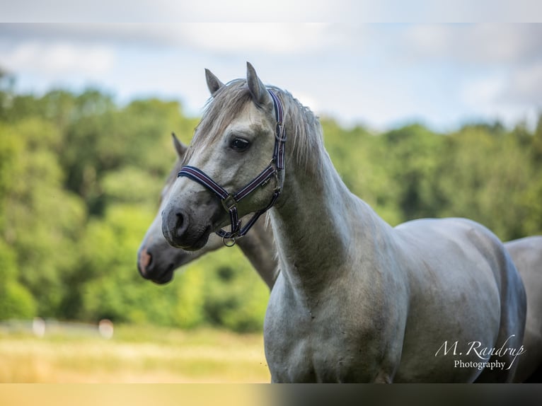 Connemara Hengst 2 Jahre 150 cm Blauschimmel in Fjenneslev