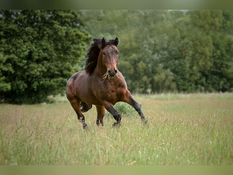 Connemara Hengst 3 Jahre 146 cm Brauner in Frellstedt