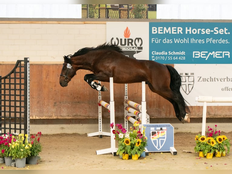 Connemara Hengst 3 Jahre 146 cm Brauner in Frellstedt
