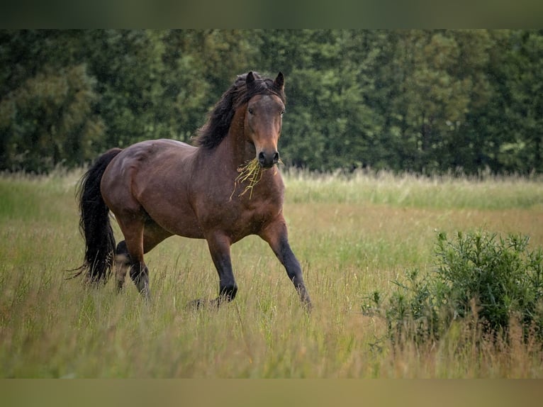 Connemara Hengst 3 Jahre 146 cm Brauner in Frellstedt