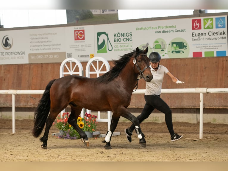 Connemara Hengst 3 Jahre 146 cm Brauner in Frellstedt