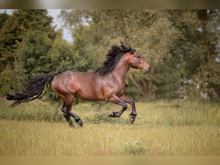 Connemara Hengst 3 Jahre 146 cm Brauner in Frellstedt