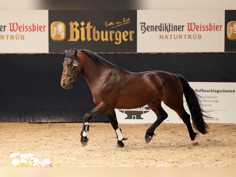 Connemara Hengst 3 Jahre 146 cm Brauner in Frellstedt
