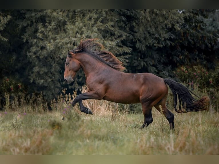 Connemara Hengst 3 Jahre 146 cm Brauner in Frellstedt