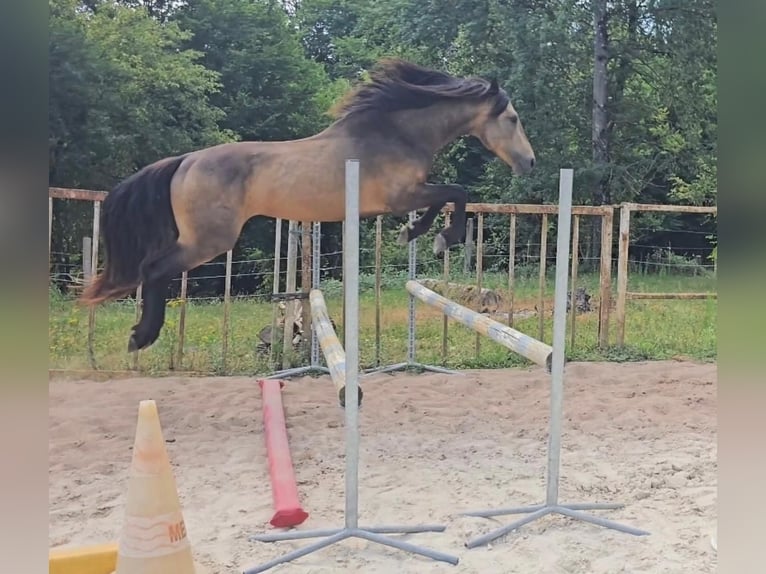Connemara Hengst 4 Jaar 147 cm Buckskin in Saint-Amand-en-Puisaye