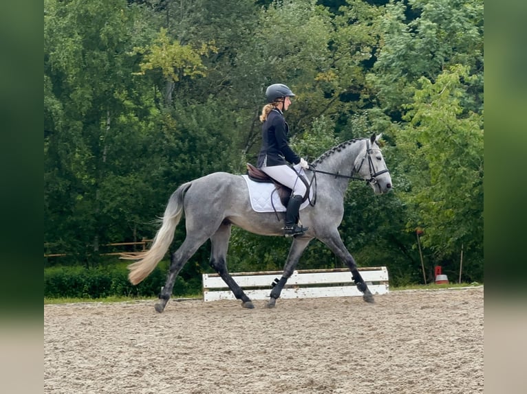Connemara Hengst 4 Jaar 147 cm Zwartschimmel in Lisberg