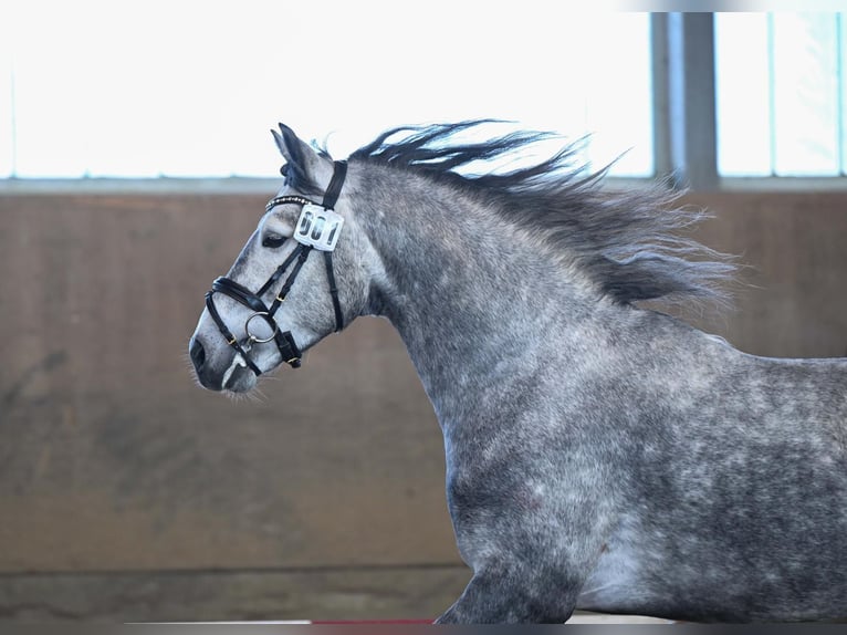 Connemara Hengst 4 Jaar 147 cm Zwartschimmel in Lisberg