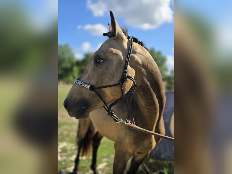 Connemara Hengst 4 Jahre 147 cm Buckskin in Saint-Amand-en-Puisaye