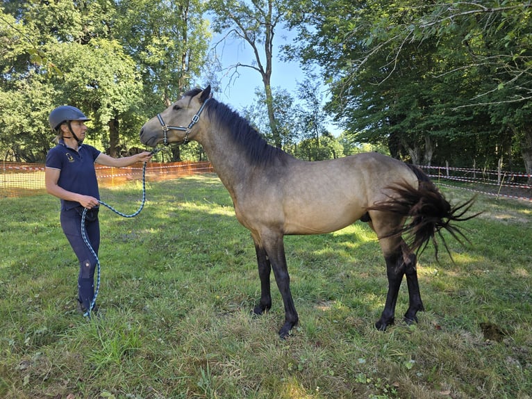 Connemara Hengst 4 Jahre 147 cm Buckskin in Saint-Amand-en-Puisaye