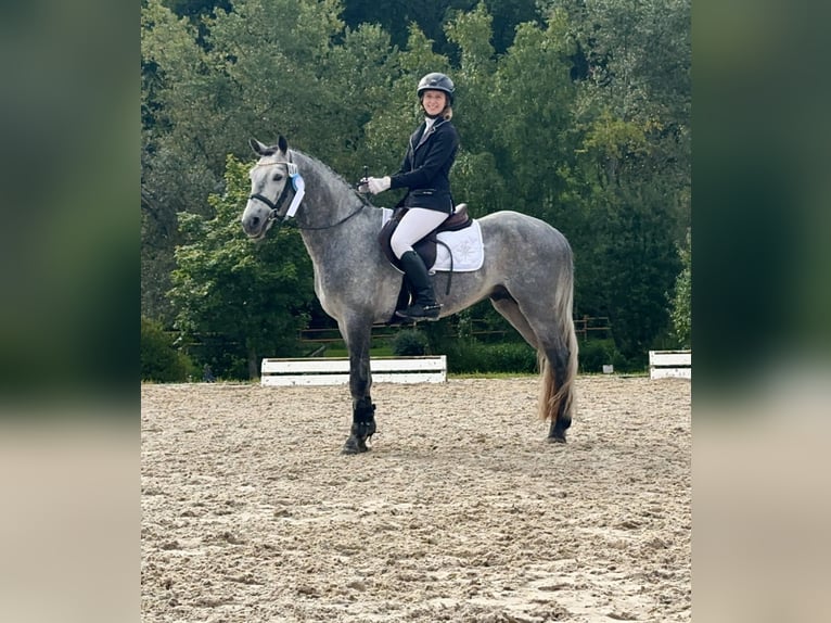 Connemara Hengst 4 Jahre 147 cm Rappschimmel in Lisberg