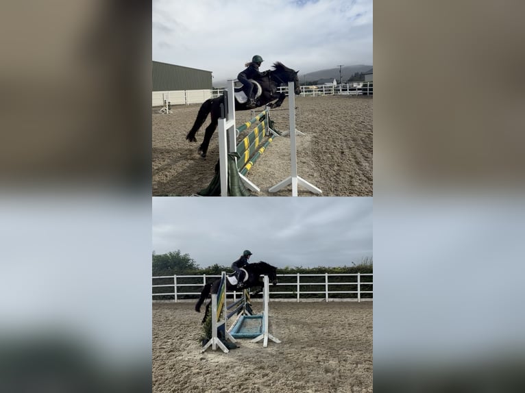 Connemara Hengst 5 Jaar 147 cm Bruin in Sligo