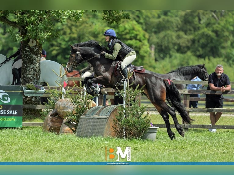 Connemara Hengst 5 Jaar 147 cm Bruin in Sligo