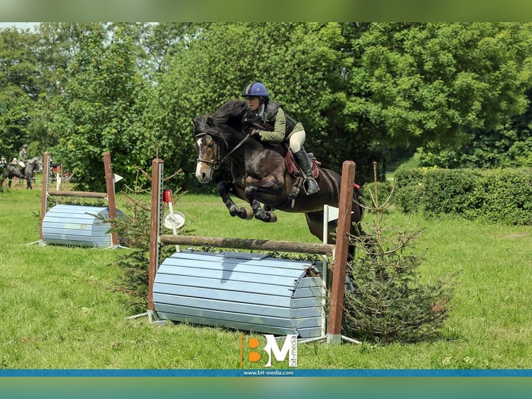 Connemara Hengst 5 Jaar 147 cm Bruin in Sligo