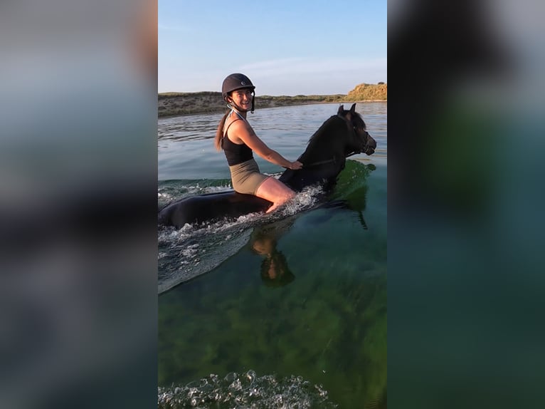 Connemara Hengst 5 Jaar 147 cm Bruin in Sligo