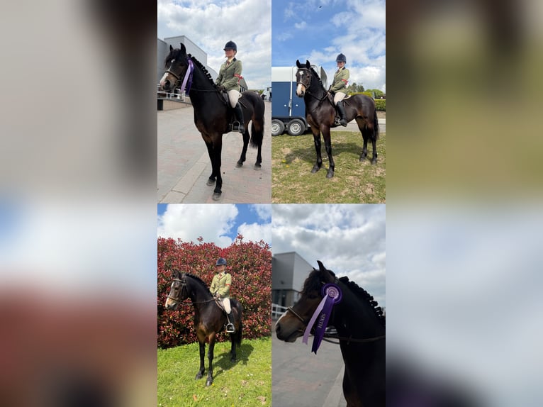 Connemara Hengst 5 Jaar 147 cm Bruin in Sligo