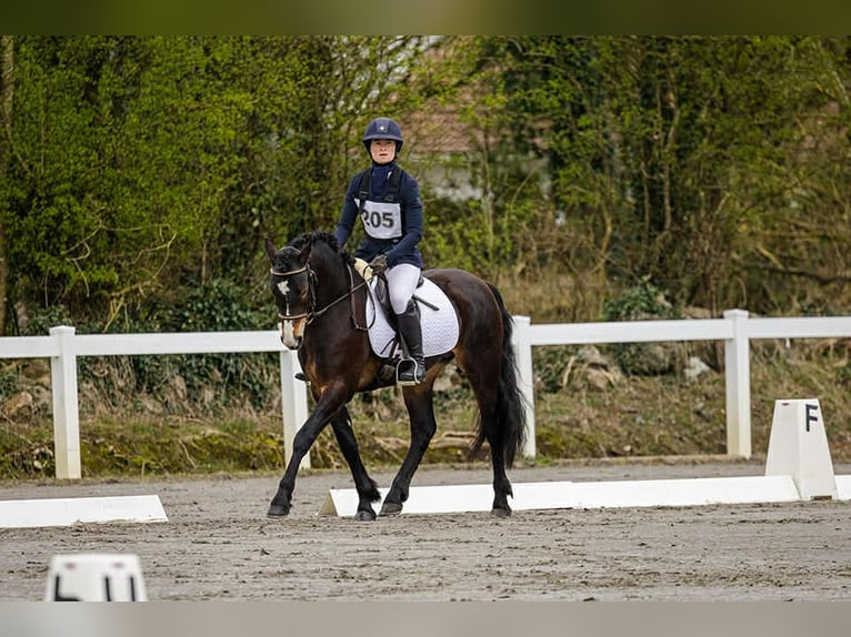 Connemara Hengst 5 Jaar 147 cm Bruin in Sligo
