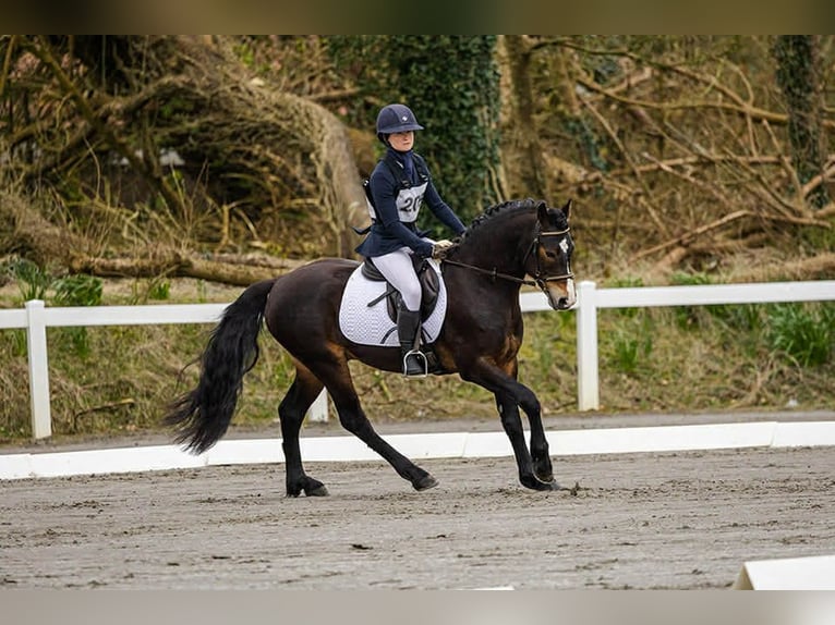 Connemara Hengst 5 Jaar 147 cm Bruin in Sligo