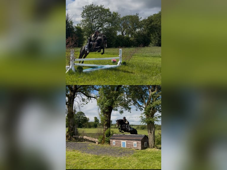 Connemara Hengst 5 Jaar 147 cm Bruin in Sligo