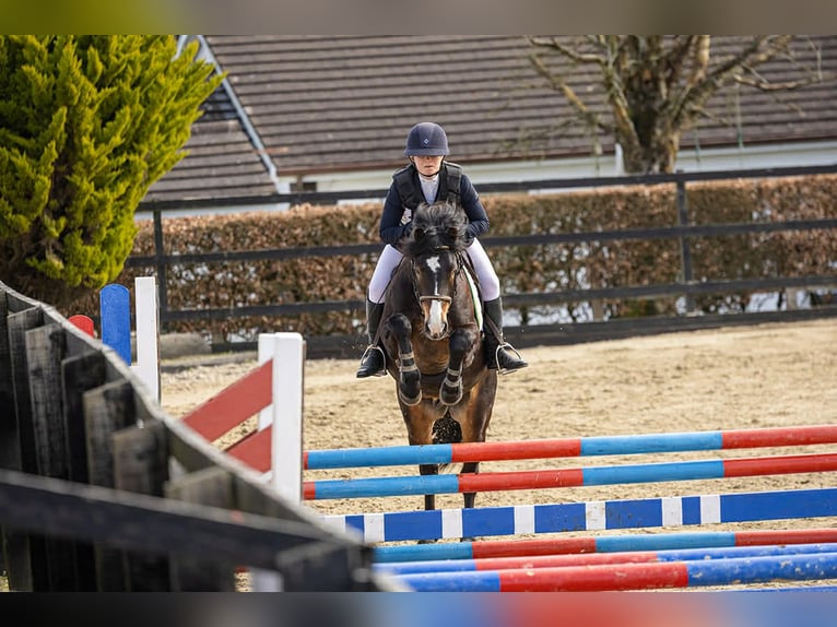 Connemara Hengst 5 Jaar 147 cm Bruin in Sligo