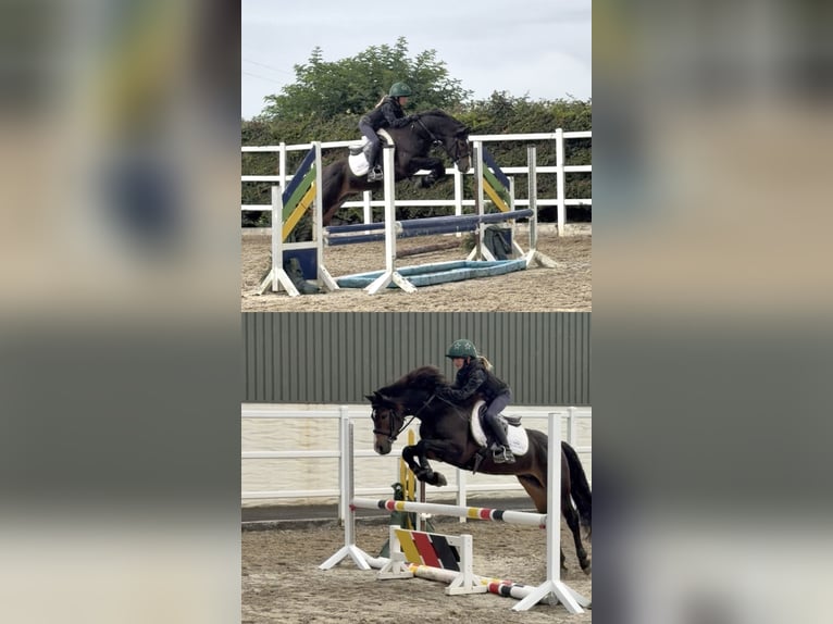 Connemara Hengst 5 Jaar 147 cm Bruin in Sligo