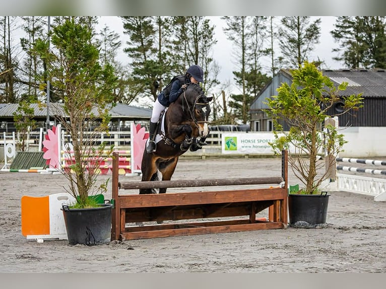 Connemara Hengst 5 Jaar 147 cm Bruin in Sligo