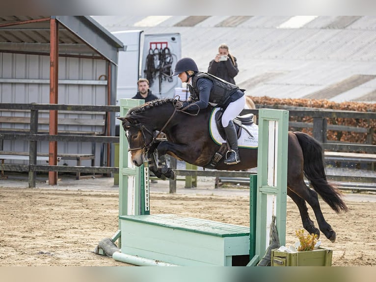 Connemara Hengst 5 Jaar 147 cm Bruin in Sligo