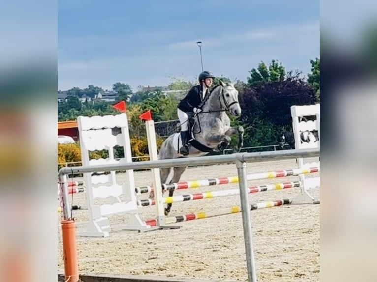 Connemara Hengst 5 Jaar 147 cm Zwartschimmel in Lisberg