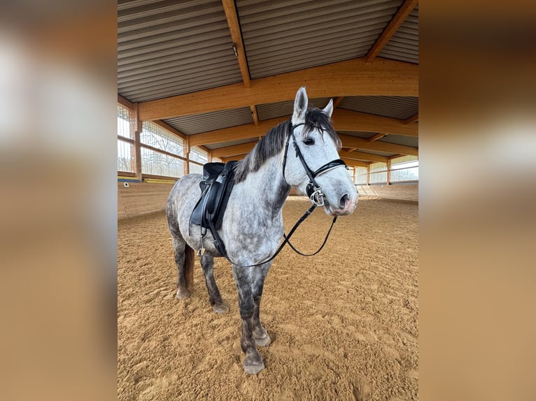 Connemara Mix Hengst 5 Jaar 153 cm Appelschimmel in Steinen