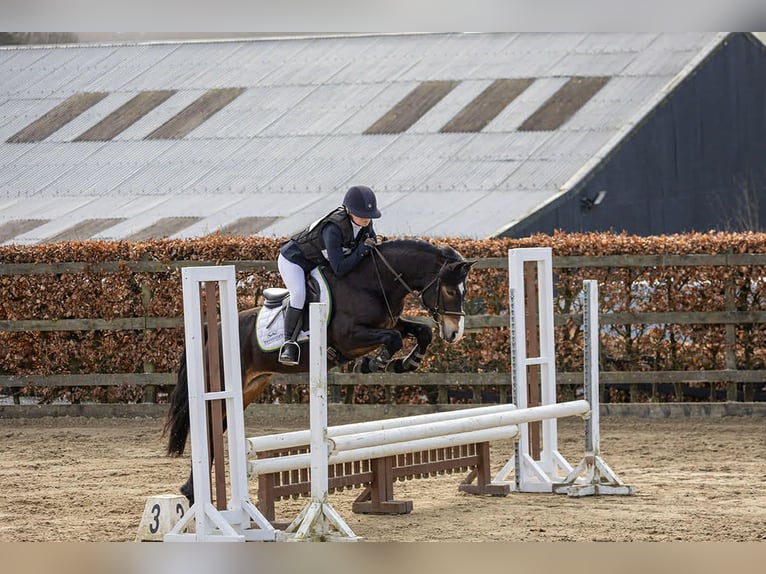 Connemara Hengst 5 Jahre 147 cm Brauner in Sligo