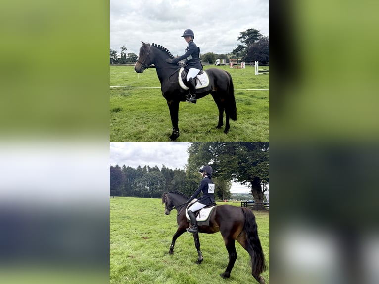 Connemara Hengst 5 Jahre 147 cm Brauner in Sligo