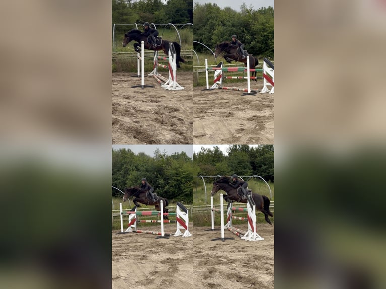 Connemara Hengst 5 Jahre 147 cm Brauner in Sligo