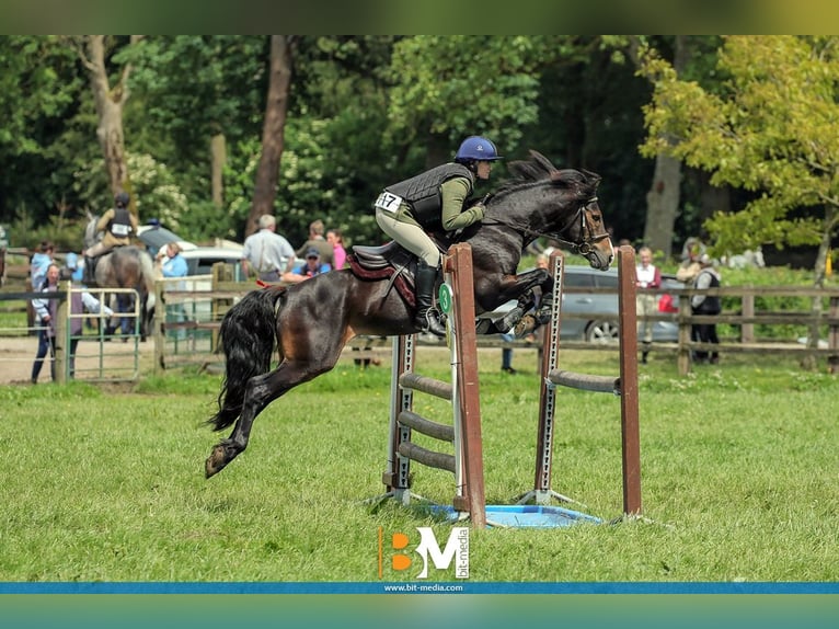 Connemara Hengst 5 Jahre 147 cm Brauner in Sligo