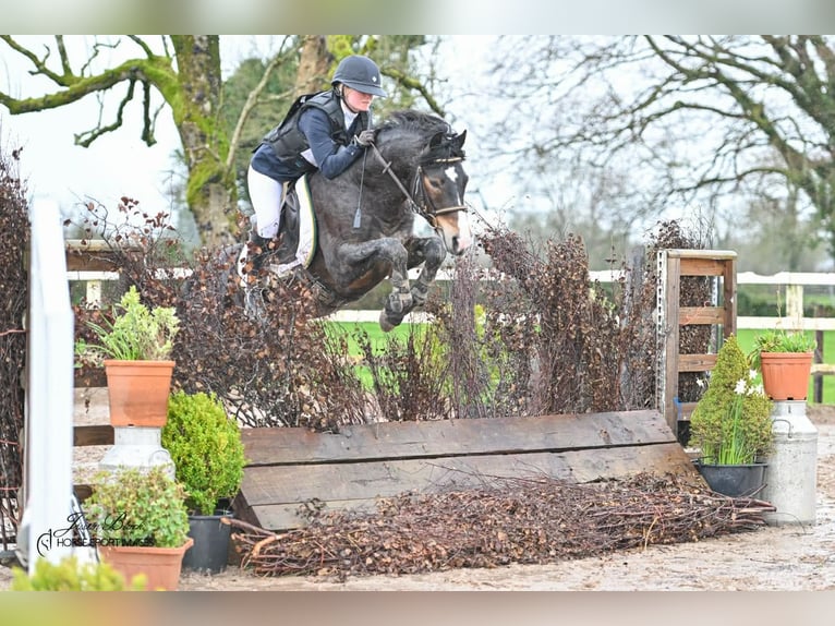 Connemara Hengst 5 Jahre 147 cm Brauner in Sligo
